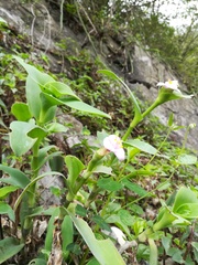 Tradescantia brevifolia