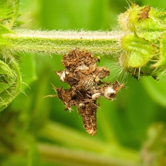 Psychidae