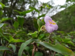Tradescantia brevifolia