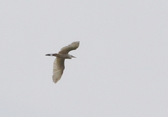Bubulcus ibis