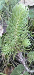 Petrosedum forsterianum