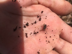 Trogulus tricarinatus