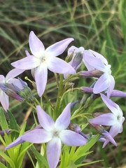 Amsonia ciliata
