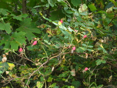 Rosa dolichocarpa
