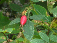 Rosa dolichocarpa