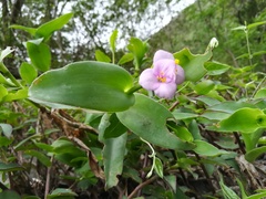 Tradescantia brevifolia