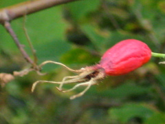 Rosa dolichocarpa