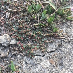 Euphorbia makinoi