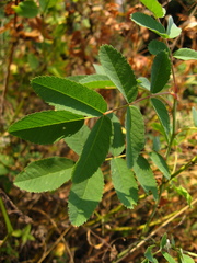 Rosa dolichocarpa