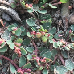 Euphorbia makinoi