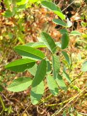 Rosa dolichocarpa