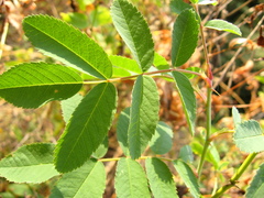 Rosa dolichocarpa