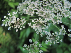Rhizomatophora aegopodioides