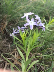 Amsonia ciliata