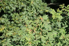 Rosa dolichocarpa