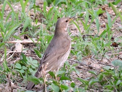 Turdus atrogularis