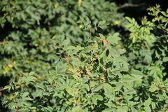 Rosa dolichocarpa