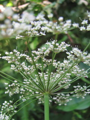 Rhizomatophora aegopodioides