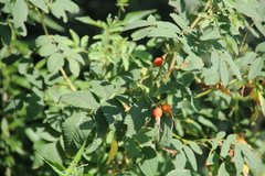 Rosa dolichocarpa