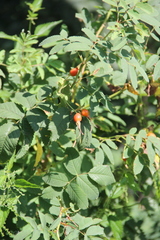 Rosa dolichocarpa