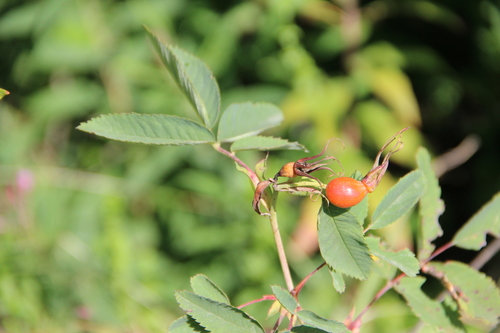 Long-fruited Brier (Rosa dolichocarpa)