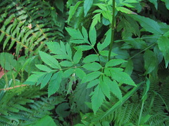 Rhizomatophora aegopodioides