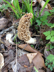 Morchella