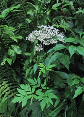 Rhizomatophora aegopodioides
