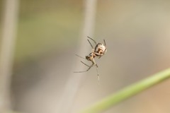 Frontinellina frutetorum