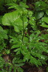 Xanthogalum purpurascens
