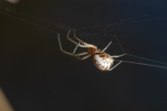 Frontinellina frutetorum