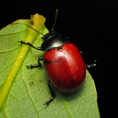 Platyphora semiviridis