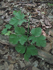 Dichoropetalum caucasicum