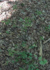 Dichoropetalum caucasicum