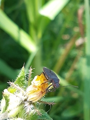 Jadera parapectoralis