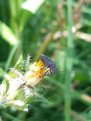 Jadera parapectoralis