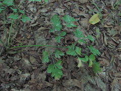 Dichoropetalum caucasicum