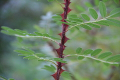 Rosa elasmacantha