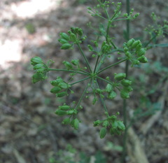 Dichoropetalum caucasicum
