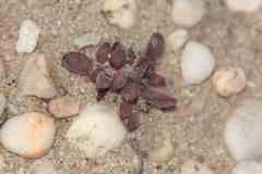 Crassula fragarioides