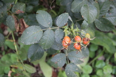Rosa iberica