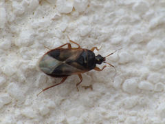 Lyctocoris campestris