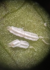 Pinnaspis aspidistrae