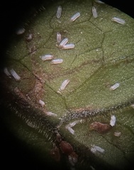 Pinnaspis aspidistrae