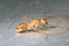 Camponotus mystaceus