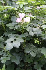 Rosa iberica