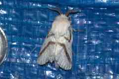Bombycomorpha dukei