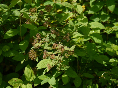 Himalayan Spirea (Spiraea canescens)