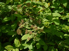 Spiraea canescens