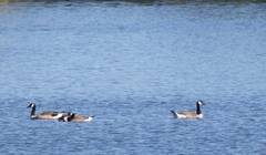 Branta canadensis